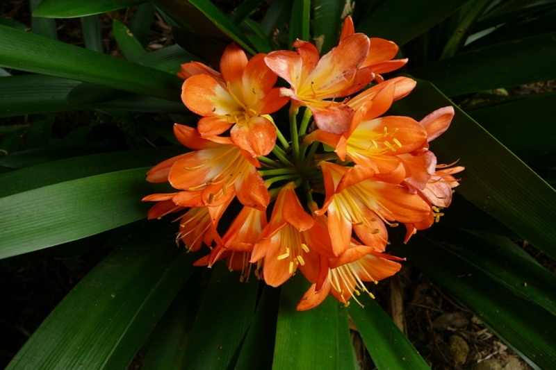 Sri Lanka, Xakgala Botanical Garden